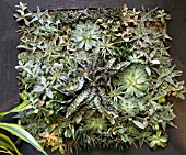 VERTICAL GARDEN OF SUCCULENTS