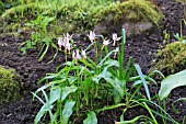 ERYTHRONIUM REVOLUTUM