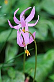 ERYTHRONIUM REVOLUTUM