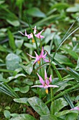 ERYTHRONIUM REVOLUTUM