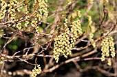 STACHYURUS CHINENSIS