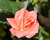 ROSA SONIA