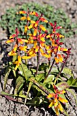 LACHENALIA FRANSIE