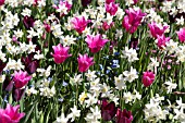 TULIPS NARCISSUS AND MYOSOTIS AT BUTCHART GARDENS IN SPRING