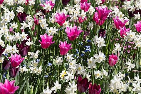 TULIPS_NARCISSUS_AND_MYOSOTIS_AT_BUTCHART_GARDENS_IN_SPRING