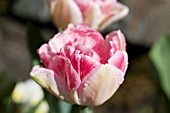 TULIPA, PINK AND WHITE DOUBLE