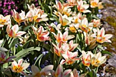 TULIPA, MASSED PLANTING OF STRIPED LILY FLOWERED TULIPS WITH FORGET ME NOTS
