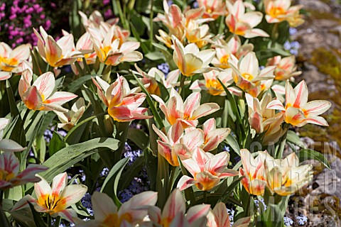 TULIPA_MASSED_PLANTING_OF_STRIPED_LILY_FLOWERED_TULIPS_WITH_FORGET_ME_NOTS
