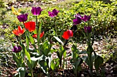 TULIPA, MAGENTA AND ORANGE TULIPS