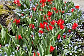 TULIPA, MASSED PLANTING OF RED LILY FLOWERED TULIPS WITH FORGET ME NOTS