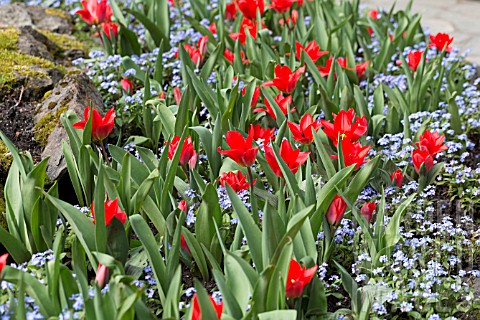 TULIPA_MASSED_PLANTING_OF_RED_LILY_FLOWERED_TULIPS_WITH_FORGET_ME_NOTS