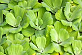 PISTIA STRATIOTES