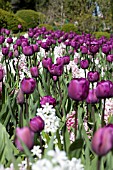 TULIPA AND HYACINTHUS ORIENTALIS