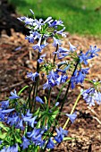 AGAPANTHUS PRAECOX ORIENTALIS BLUE STORM