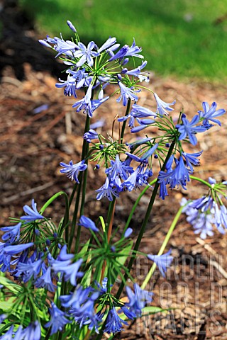 AGAPANTHUS_PRAECOX_ORIENTALIS_BLUE_STORM