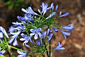 AGAPANTHUS PRAECOX ORIENTALIS BLUE STORM