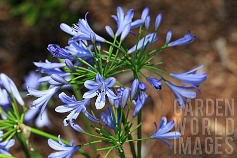 AGAPANTHUS_PRAECOX_ORIENTALIS_BLUE_STORM