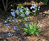 AGAPANTHUS PRAECOX ORIENTALIS BLUE STORM