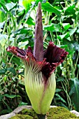 AMORPHOPHALLUS TITANUM