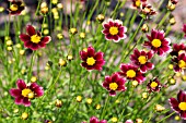 COREOPSIS HARDY JEWEL RUBY FROST