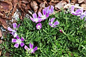 CALLIRHOE INVOLUCRATA VAR TENUISSIMA