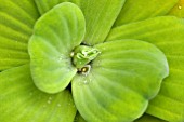 PISTIA STRATIOTES