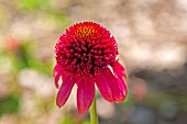 ECHINACEA PURPUREA ECCENTRIC