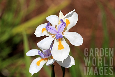 DIETES_IRIDOIDES