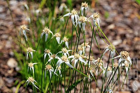 DICHROMENA_LATIFOLIA