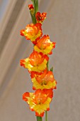 GLADIOLUS NANUS LAS VEGAS