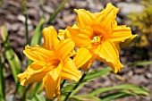 HEMEROCALLIS DOUBLE TALK