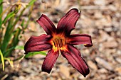 HEMEROCALLIS JUAN MARIA DEEP PURPLE