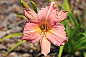 HEMEROCALLIS MARCIA FAYE