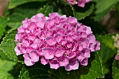 HYDRANGEA MACROPHYLLA HOKOMAREVO