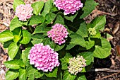 HYDRANGEA MACROPHYLLA HOKOMAREVO