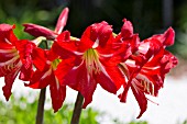 HIPPEASTRUM SONATINI BALENTIN