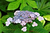 HYDRANGEA MACROPHYLLA LADY IN RED