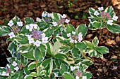 HYDRANGEA MACROPHYLLA MARIESII VARIEGATA