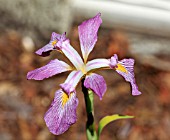 IRIS VIRGINICA CARL AMASON