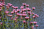 MONARDA PETERS PURPLE