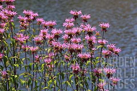 MONARDA_PETERS_PURPLE