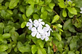 PLUMBAGO AURICULATA