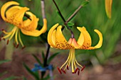 LILIUM LEICHTLINII