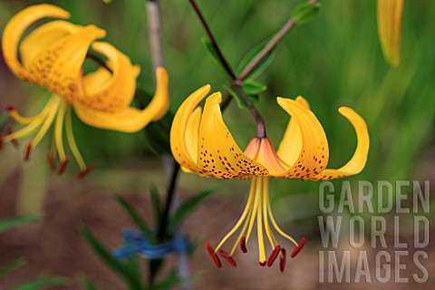 LILIUM_LEICHTLINII