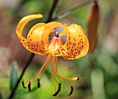 LILIUM LEICHTLINII