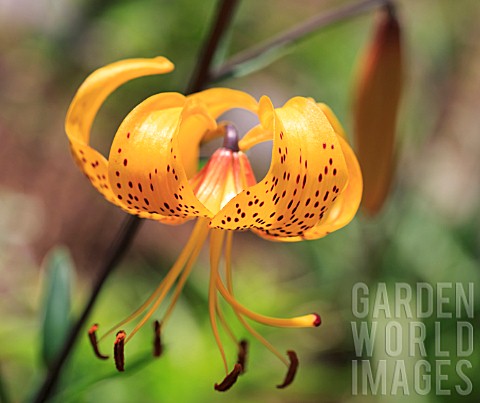 LILIUM_LEICHTLINII