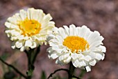 LEUCANTHEMUM X SUPERBUM REAL DREAM