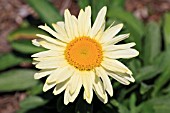 LEUCANTHEMUM X SUPERBUM BANANA CREAM