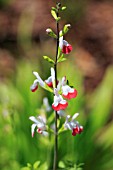 SALVIA X MICROPHYLLA HOTLIPS