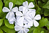 PLUMBAGO AURICULATA